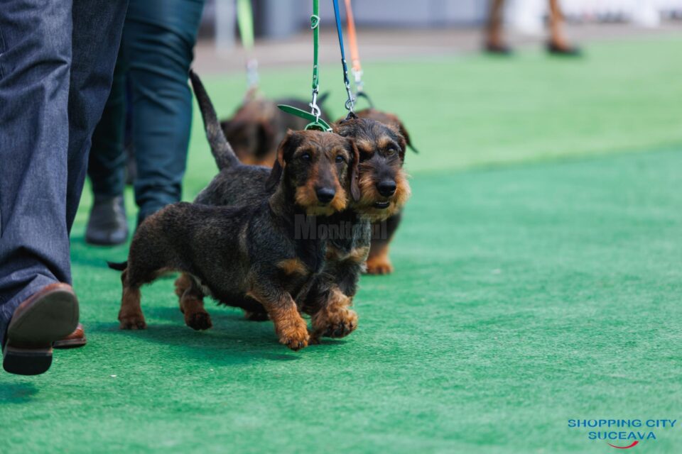 O nouă ediție Bucovina Dog Show are loc în parcarea Shopping City Suceava