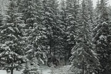 Iarna s-a reîntors în zonele montane din județul Suceava