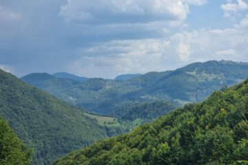 Pădurea și lemnul – soluții pentru viitorul durabil al Europei