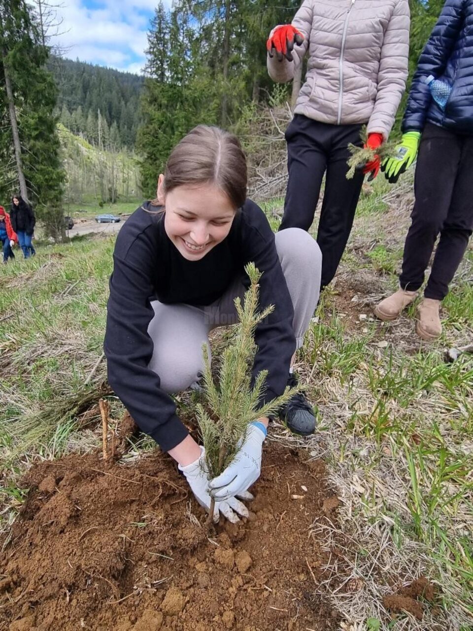 Elevi și profesori de la Colegiul Alimentar au plantat 500 de puieți de molid la Pojorâta