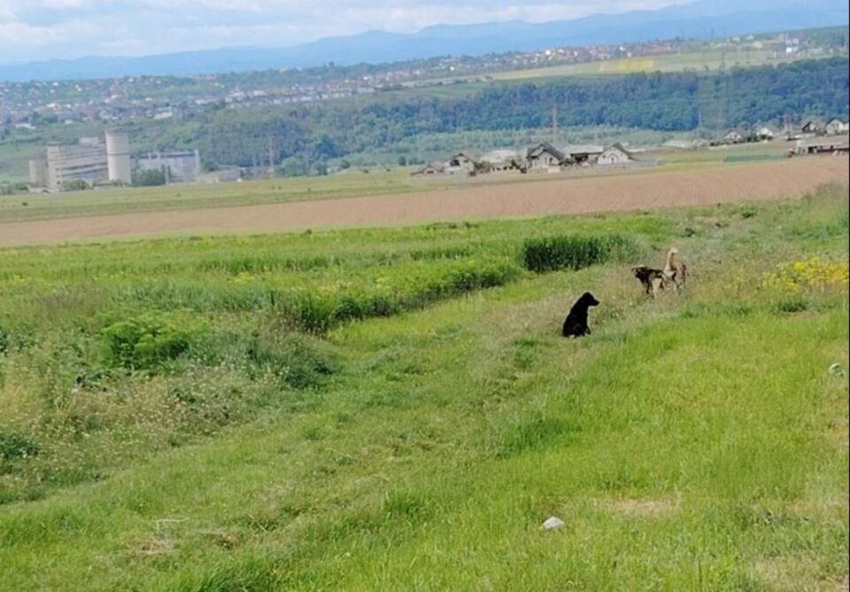 Câinii de pe Dealul Mănăstirii