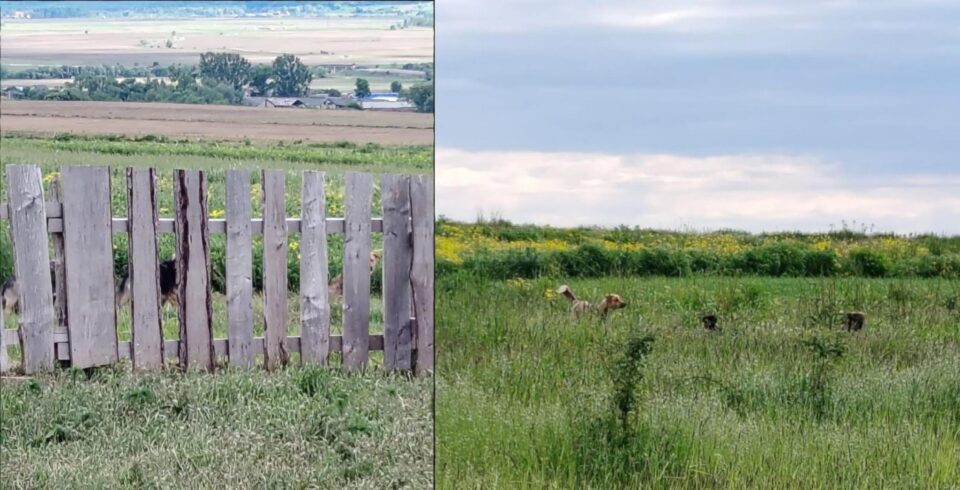 Câinii de pe Dealul Mănăstirii dau zilnic târcoale fermei de animale unde au făcut pagube mari anul trecut Câinii de pe Dealul Mănăstirii dau zilnic târcoale fermei de animale unde au făcut pagube mari anul trecut