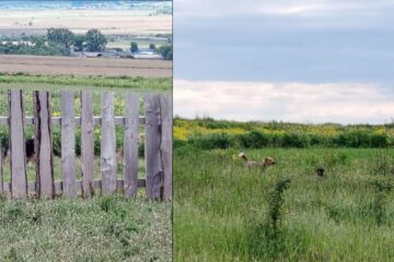 Câinii de pe Dealul Mănăstirii dau zilnic târcoale fermei de animale unde au făcut pagube mari anul trecut