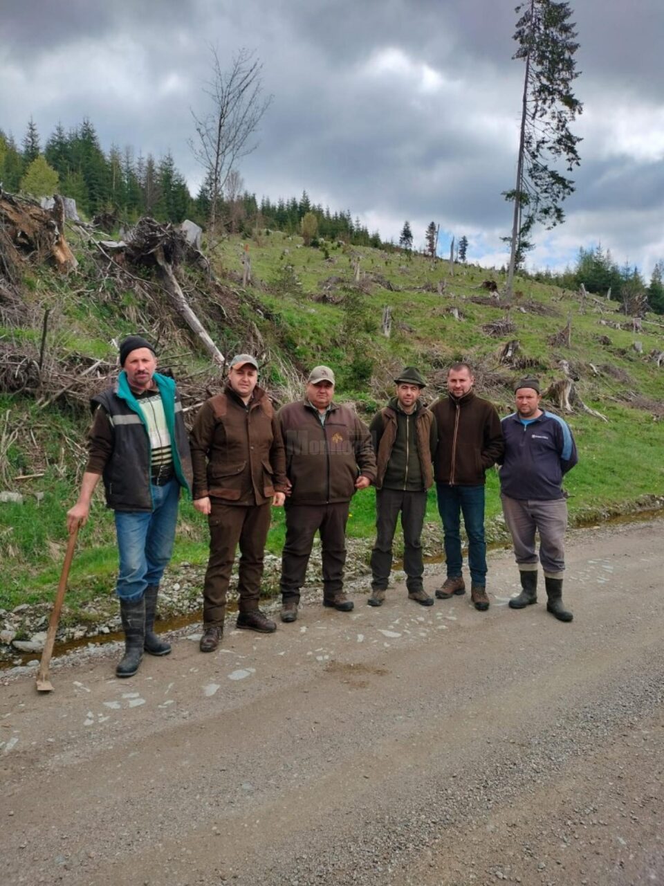 Elevi și profesori de la Colegiul Alimentar au plantat 500 de puieți de molid la Pojorâta