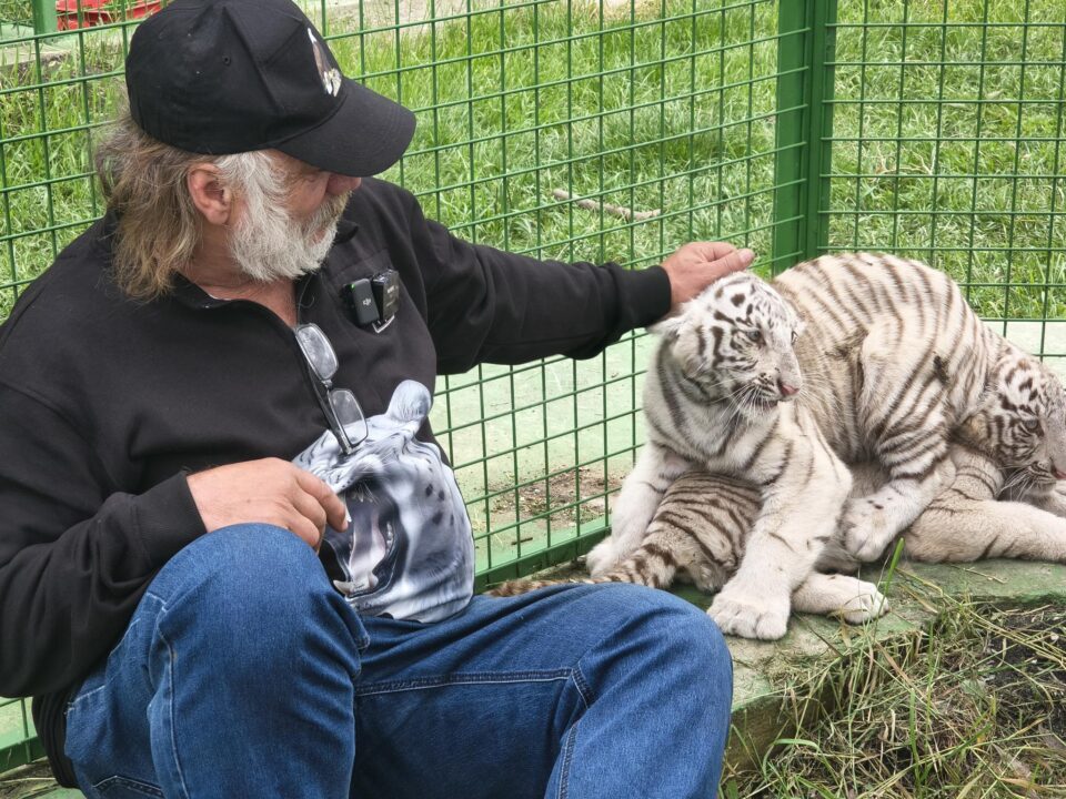 Doi dintre tigrii albi aduși la colțul zoologic de la Zaharești - Arca lui Noe