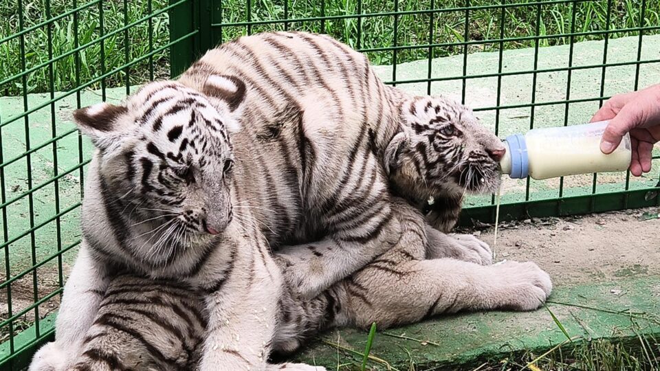 Tigrii albi aduși la colțul zoologic de la Zaharești - Arca lui Noe, hrăniți încă cu lapte, cu biberonul