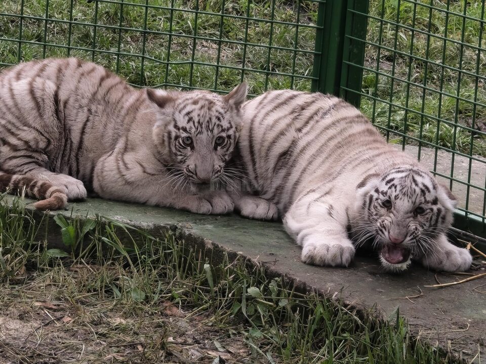 Doi dintre tigrii albi aduși la colțul zoologic de la Zaharești - Arca lui Noe
