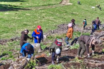 2200 de puieți de molid au fost plantați la OS Cârlibaba, cu elevi, ajutați de silvicultori