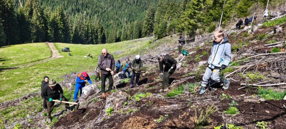2200 de puieți de molid au fost plantați la OS Cârlibaba, cu elevi, ajutați de silvicultori