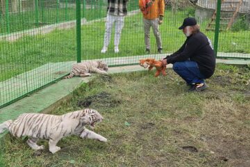 Doi dintre tigrii albi aduși la colțul zoologic de la Zaharești - Arca lui Noe