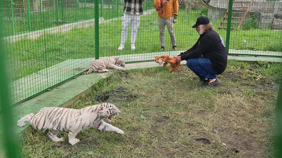 Doi dintre tigrii albi aduși la colțul zoologic de la Zaharești - Arca lui Noe