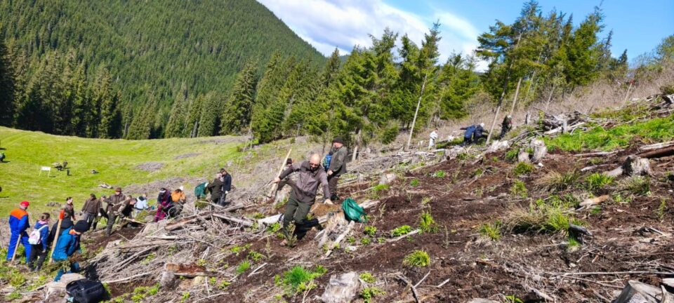 2.200 de puieți de molid au fost plantați la OS Cârlibaba, cu elevi, ajutați de silvicultori