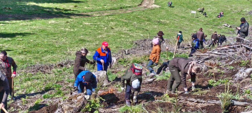 2.200 de puieți de molid au fost plantați la OS Cârlibaba, cu elevi, ajutați de silvicultori