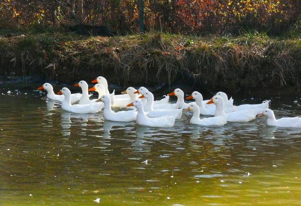 Înamorarea de tâlhar