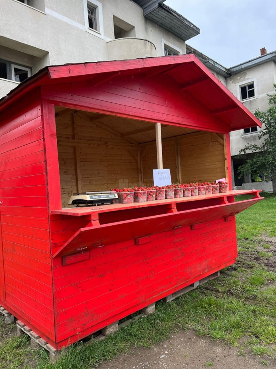 Căpșunile de Hurjuieni, la vânzare în aceste zile