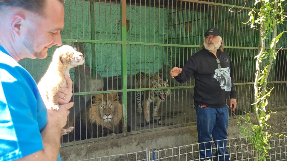 Puiul de ligru și părinții săi, leul și tigroaica, la colțul zoologic Arca lui Noe, de la Zaharești