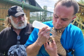Medicul veterinar Gabriel Gașpar și Dorin Șoimaru hrănesc puiul de ligru cu biberonul