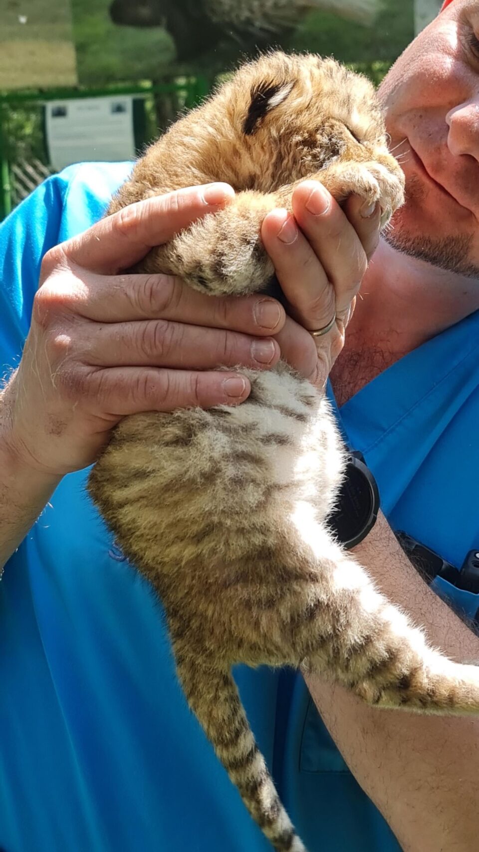 Un pui de ligru, încrucișare între un leu și o tigroaică, născut la Suceava