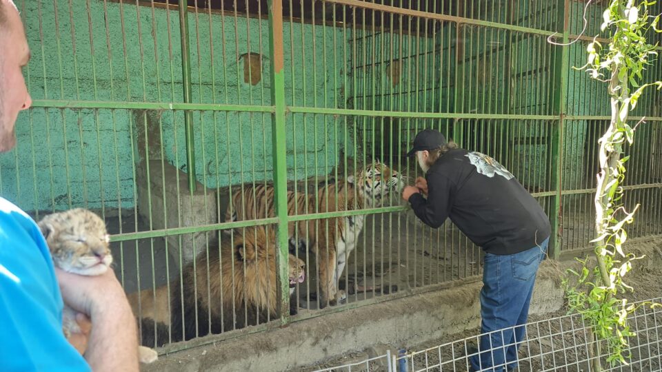 Puiul de ligru și părinții săi, leul și tigroaica, la colțul zoologic Arca lui Noe, de la Zaharești