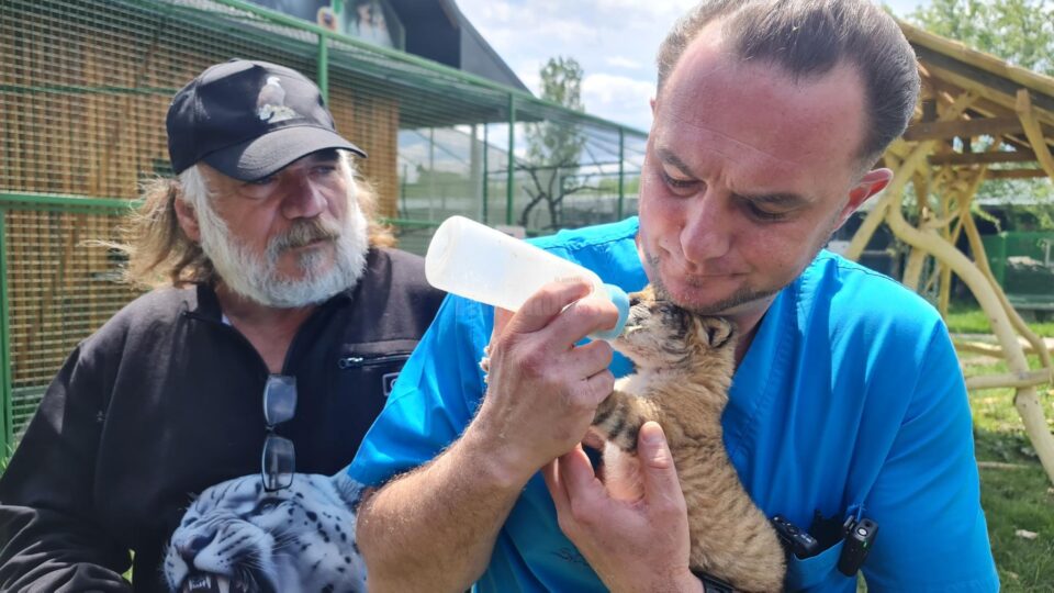 Medicul veterinar Gabriel Gașpar și Dorin Șoimaru hrănesc puiul de ligru cu biberonul