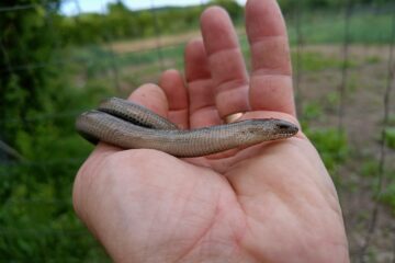 Năpârca este singura specie de șopârlă fără membre din România