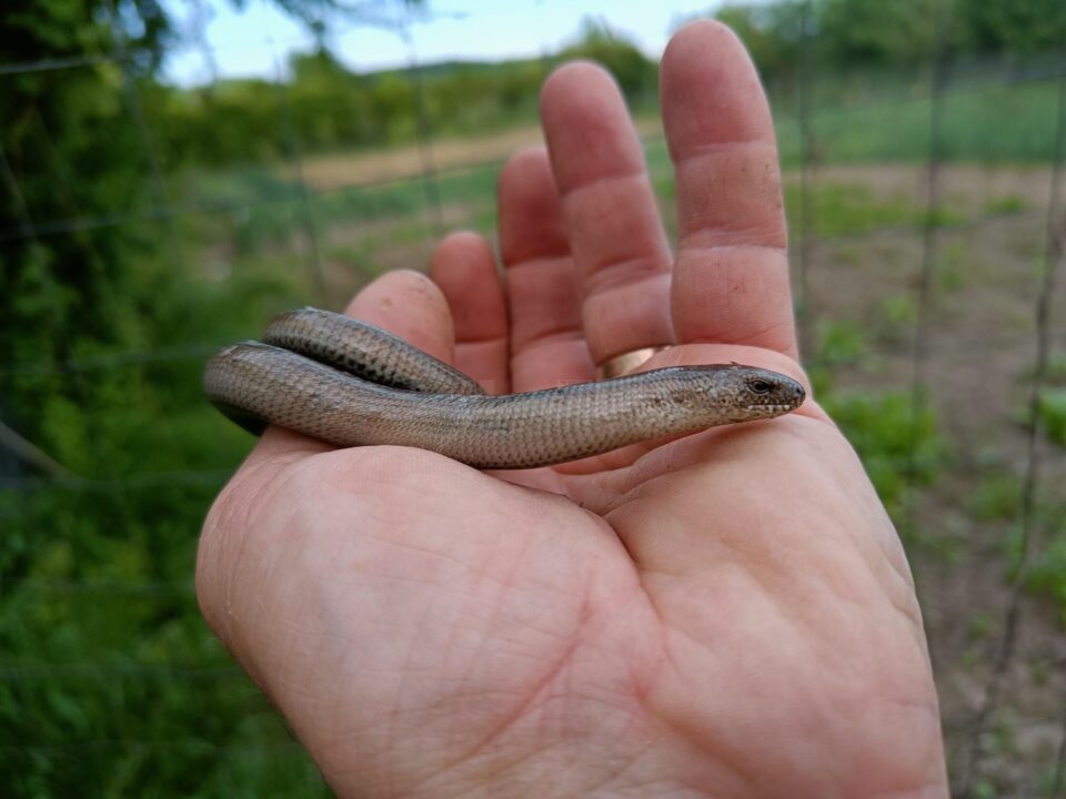 Năpârca este singura specie de șopârlă fără membre din România
