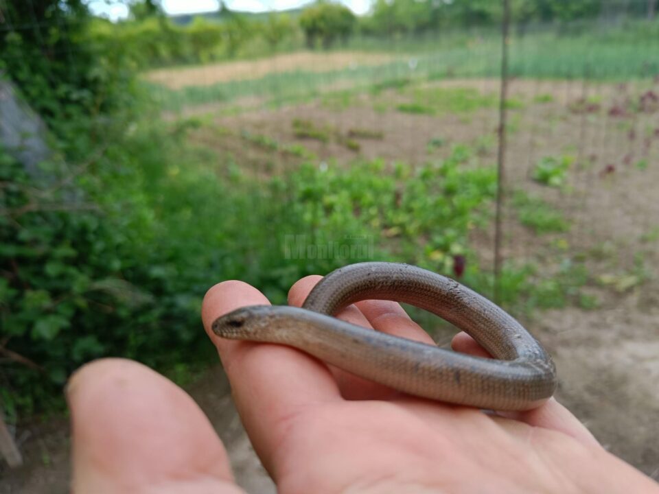 Năpârca este singura specie de șopârlă fără membre din România