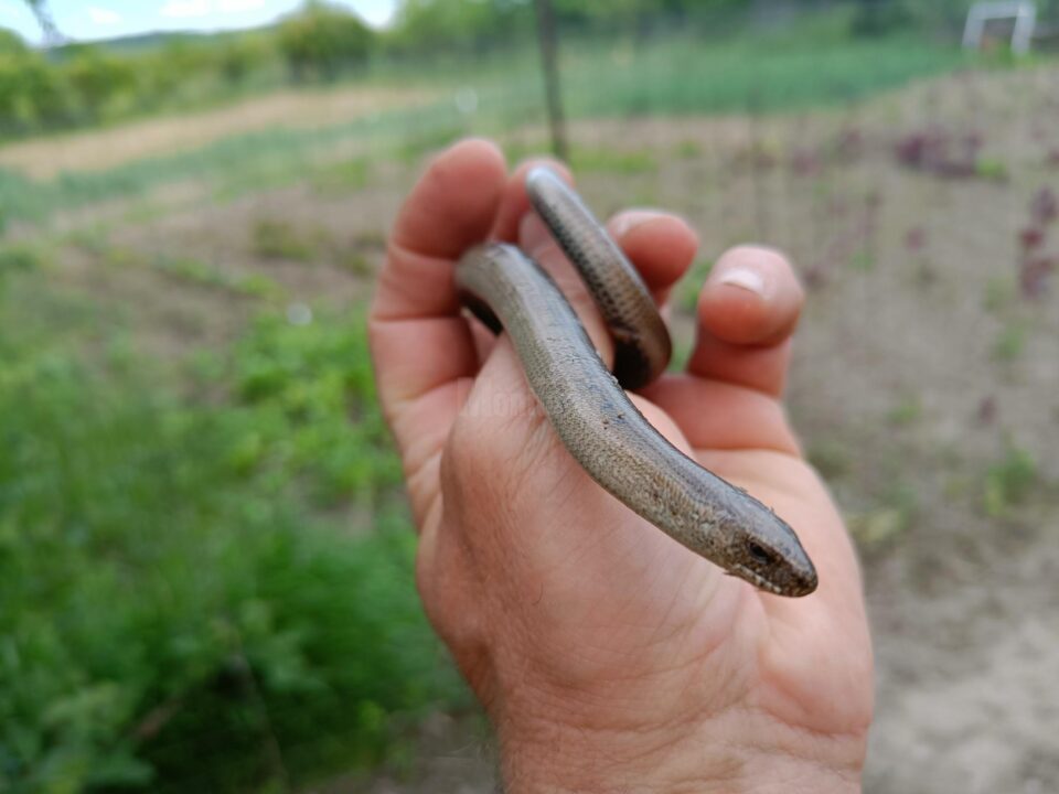 Năpârca este singura specie de șopârlă fără membre din România