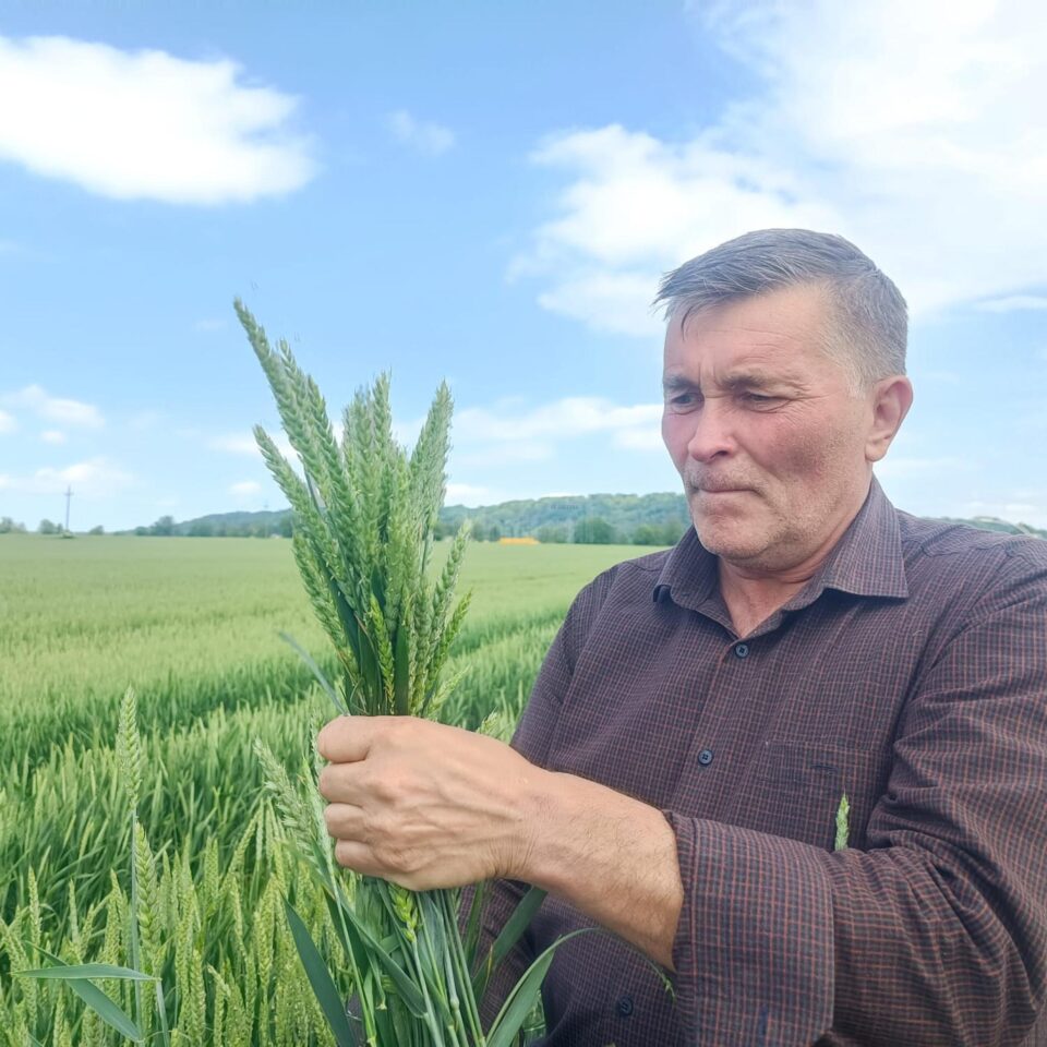 Mihai Flutur estimează o cultură bună la grâu