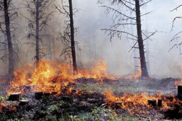 Presa veche 30 mai cu foto INCENDIU PĂDURE (1)