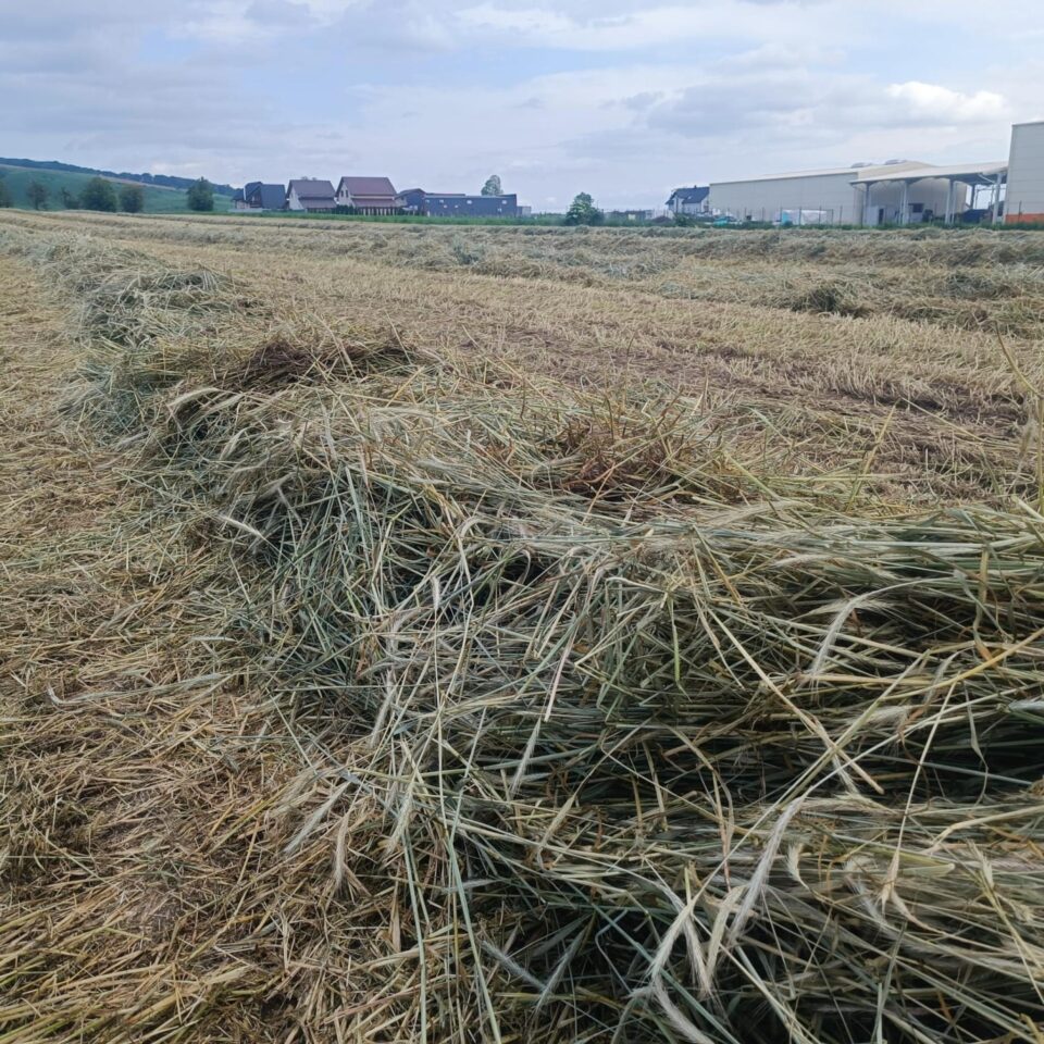 Secara a fost treierată