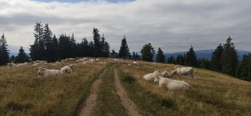 Vaci crescute în zona Vatra Dornei, fotografiate pe traseul spre Vârful Oușoru, în munții Suhard Vaci crescute în zona Vatra Dornei, fotografiate pe traseul spre Vârful Oușoru, în munții Suhard