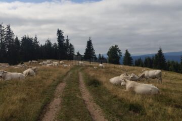 Vaci crescute în zona Vatra Dornei, fotografiate pe traseul spre Vârful Oușoru, în munții Suhard