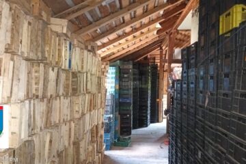 Amenzi de 360.000 de lei și suspendarea activității pentru șase firme de colectare și prelucrare a ciupercilor comestibile