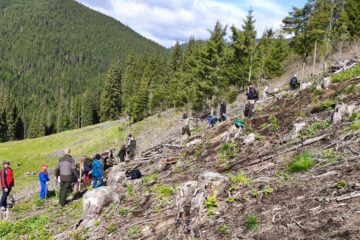 5 milioane de puieți de arbori, produși în pepinierele Direcției Silvice Suceava, plantați în campania de împădurire de primăvară