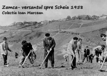 Acțiunea de împădurire a dealului Zamca - versantul spre Șcheia, organizată în anul 1958 de către salariați, când s-a întemeiat actuala pădure Zamca