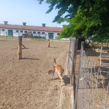 Un pui de cerb lopătar alături de mama sa