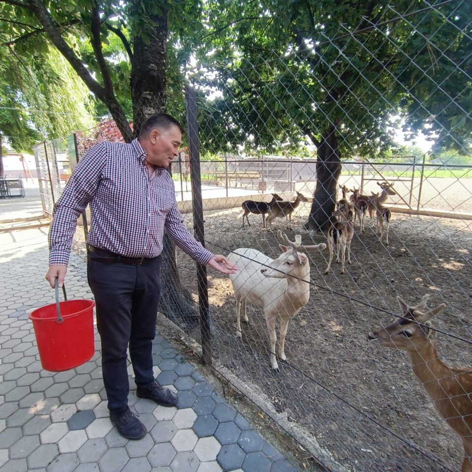 Mihai Flutur în timp ce hrănește cerbii lopătari