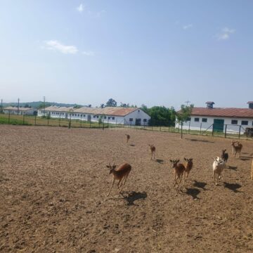 Lopătarii de la Ițcani