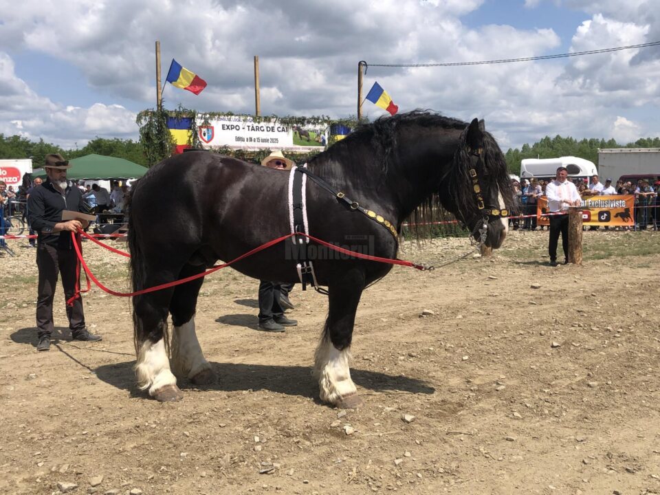 https://v3.monitorulsv.ro/Ultima-ora-local/2025-06-14/Peste-100-de-crescatori-de-cai-au-participat-la-Marginea-la-cel-mai-mare-targ-din-zona-Moldovei https://v3.monitorulsv.ro/Ultima-ora-local/2025-06-14/Peste-100-de-crescatori-de-cai-au-participat-la-Marginea-la-cel-mai-mare-targ-din-zona-Moldovei