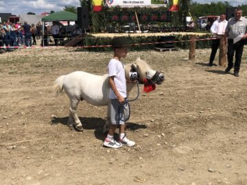 Peste 150 de cai au participat la concursul de frumusețe organizat în cadrul Târgului de la Marginea