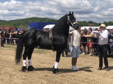 Peste 150 de cai au participat la concursul de frumusețe organizat în cadrul Târgului de la Marginea