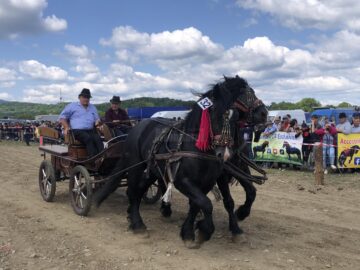 Peste 150 de cai au participat la concursul de frumusețe organizat în cadrul Târgului de la Marginea