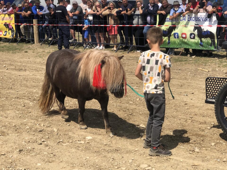 Peste 150 de cai au participat la concursul de frumusețe organizat în cadrul Târgului de la Marginea