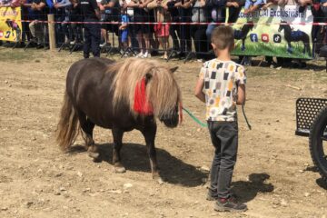 Peste 150 de cai au participat la concursul de frumusețe organizat în cadrul Târgului de la Marginea