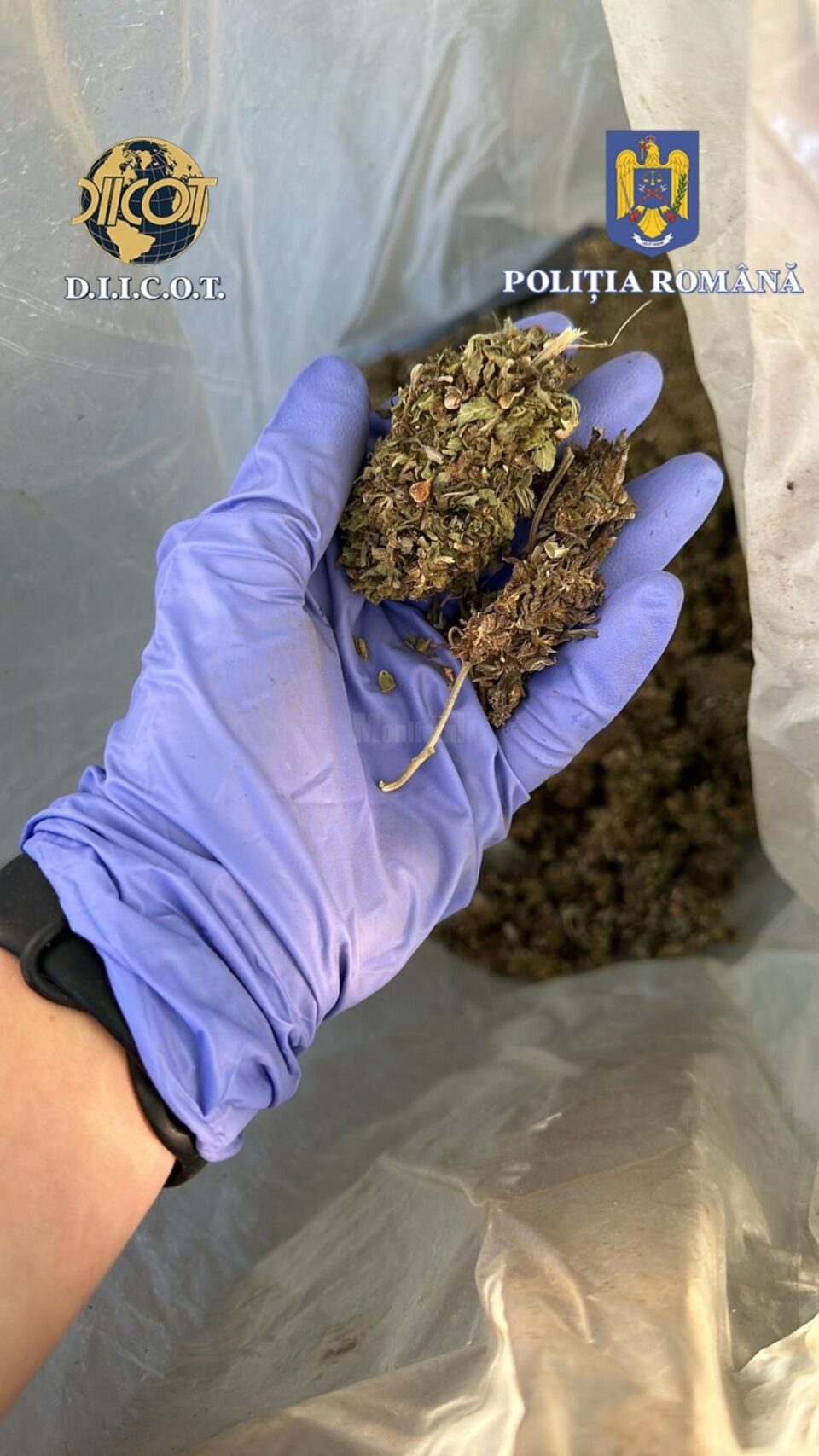 A ajuns la pușcărie după ce la percheziții i s-au găsit 42 de kilograme de plante de canabis A ajuns la pușcărie după ce la percheziții i s-au găsit 42 de kilograme de plante de canabis