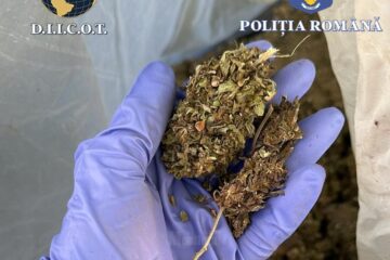 A ajuns la pușcărie după ce la percheziții i s-au găsit 42 de kilograme de plante de canabis