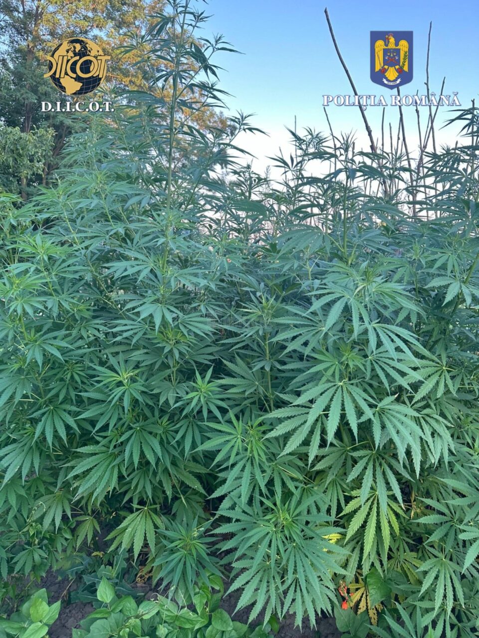 A ajuns la pușcărie după ce la percheziții i s-au găsit 42 de kilograme de plante de canabis