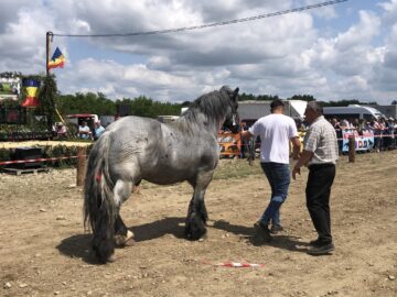 Peste 150 de cai au participat la concursul de frumusețe organizat în cadrul Târgului de la Marginea