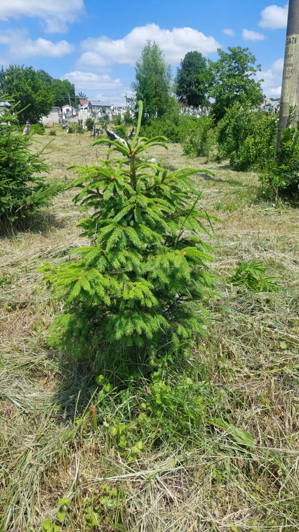 Cimitirul copiilor orfani din Siret